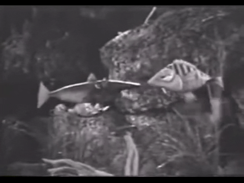 Diver Dan (1960) - S01E18 - The Trap.mp4.7.gif