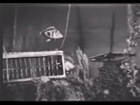 Diver Dan (1960) - S01E19 - The Trap is Sprung.mp4.1.gif