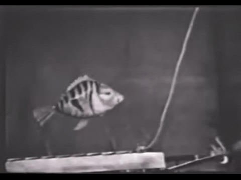 Diver Dan (1960) - S01E19 - The Trap is Sprung.mp4.3.gif