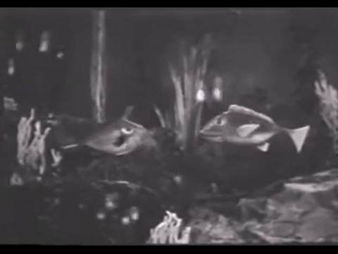 Diver Dan (1960) - S01E20 - Riddle of the Hermit.mp4.4.gif