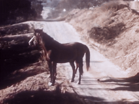 Fire! Patty Learns What To Do (1951).mp4.7.gif