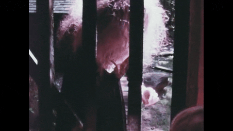 Hansel and Gretel: An Appalachian Version (1975).mp4.7.gif