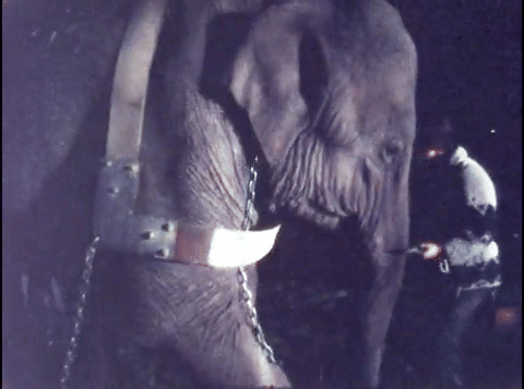 High Grass Circus (1977).mp4.6.gif