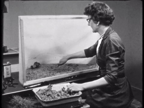 How To Make And Use Dioramas (1955).mp4.6.gif