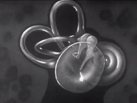 How the Ear Functions (1940).mp4.2.gif