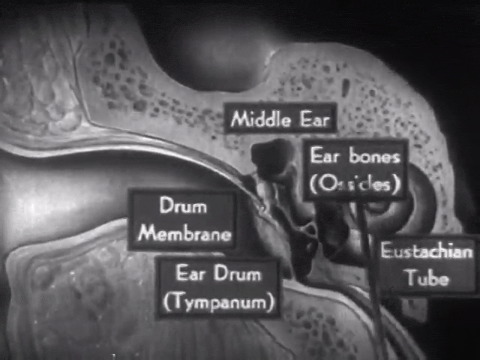 How the Ear Functions (1940).mp4.4.gif
