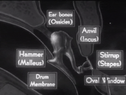How the Ear Functions (1940).mp4.5.gif