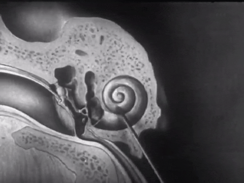 How the Ear Functions (1940).mp4.6.gif