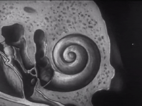 How the Ear Functions (1940).mp4.7.gif