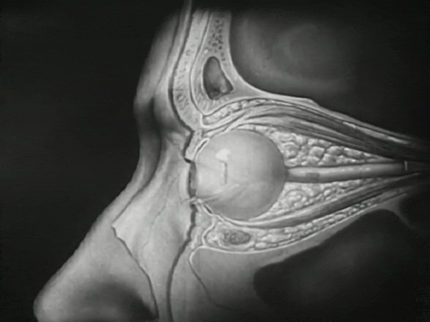 How the Eye Functions (1941).mp4.1.gif