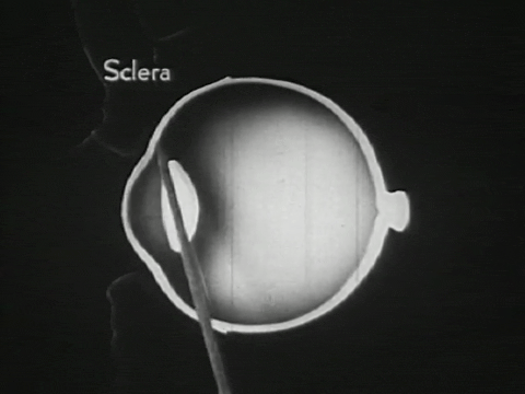 How the Eye Functions (1941).mp4.2.gif