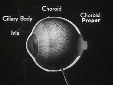 How the Eye Functions (1941).mp4.3.gif