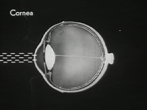 How the Eye Functions (1941).mp4.4.gif