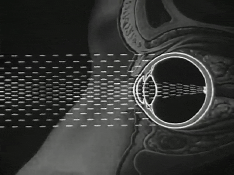 How the Eye Functions (1941).mp4.5.gif