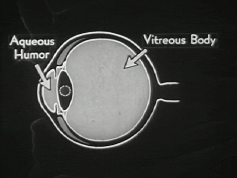 How the Eye Functions (1941).mp4.7.gif