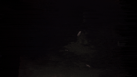 Manos The Hands of Fate (1966).mp4.7.gif