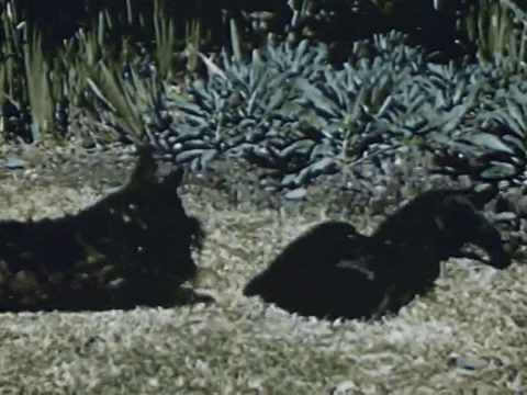Mother Mack Trains Her Seven Puppies (1952).mp4.1.gif