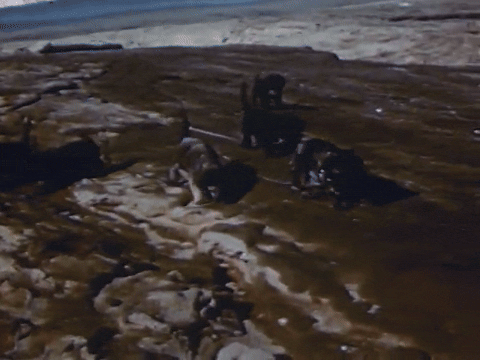 Mother Mack Trains Her Seven Puppies (1952).mp4.10.gif