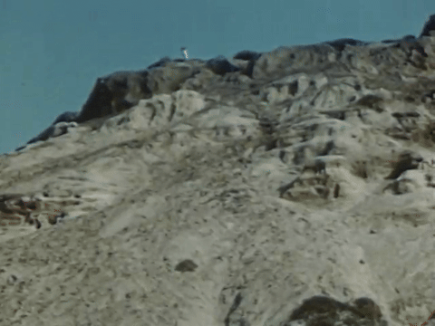 Mother Mack Trains Her Seven Puppies (1952).mp4.2.gif