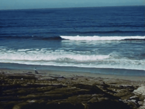 Mother Mack Trains Her Seven Puppies (1952).mp4.3.gif