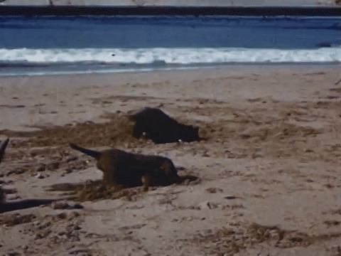 Mother Mack Trains Her Seven Puppies (1952).mp4.4.gif