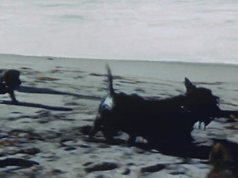 Mother Mack Trains Her Seven Puppies (1952).mp4.6.gif