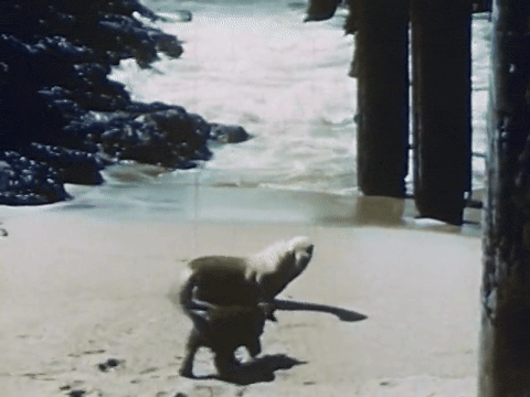 Mother Mack Trains Her Seven Puppies (1952).mp4.7.gif