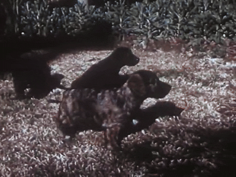 Mother Mack's Puppies Find Happy Homes (1953).mp4.2.gif
