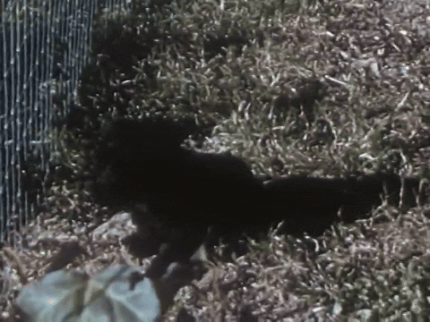 Mother Mack's Puppies Find Happy Homes (1953).mp4.3.gif