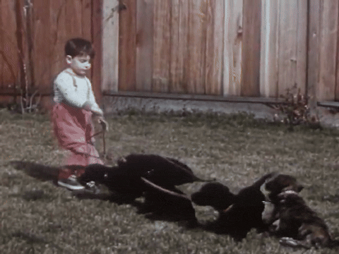 Mother Mack's Puppies Find Happy Homes (1953).mp4.4.gif
