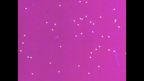 Motion Perception 1- Two-Dimensional Motion Perception (1971).mp4.1.gif