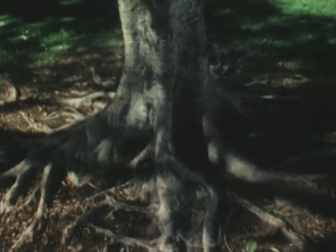 Playground Spirits (1972).mp4.2.gif