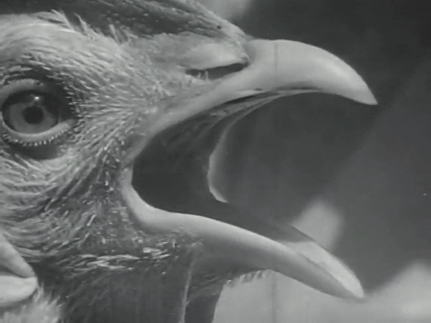Poultry on the Farm (1937).mp4.1.gif
