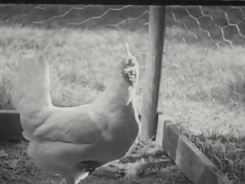 Poultry on the Farm (1937).mp4.2.gif
