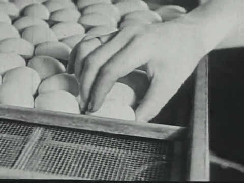 Poultry on the Farm (1937).mp4.3.gif