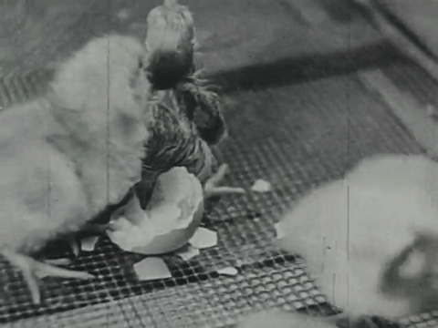 Poultry on the Farm (1937).mp4.4.gif