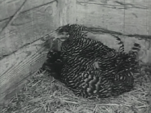 Poultry on the Farm (1937).mp4.5.gif