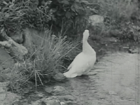 Poultry on the Farm (1937).mp4.6.gif