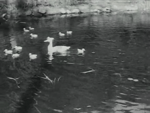 Poultry on the Farm (1937).mp4.7.gif