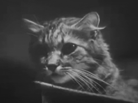 Private Life of A Cat (1947).mp4.1.gif