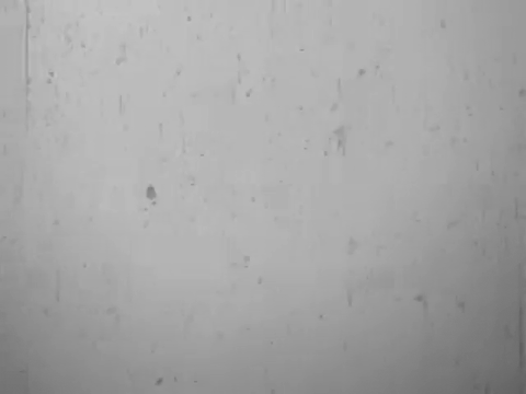 Private Life of A Cat (1947).mp4.10.gif