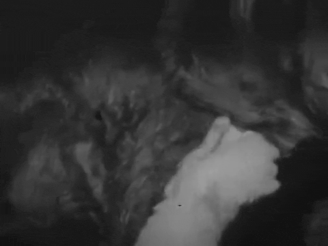 Private Life of A Cat (1947).mp4.3.gif