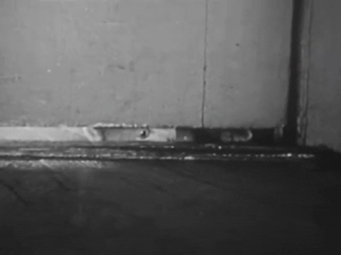 Private Life of A Cat (1947).mp4.4.gif