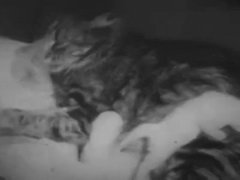 Private Life of A Cat (1947).mp4.5.gif