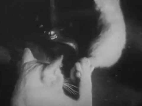 Private Life of A Cat (1947).mp4.7.gif
