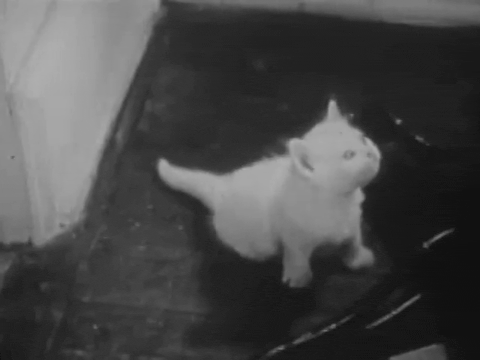 Private Life of A Cat (1947).mp4.8.gif