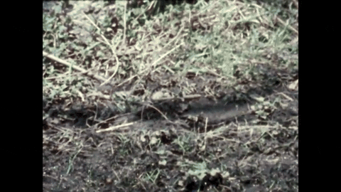 Robin Redbreast (1958).mp4.2.gif