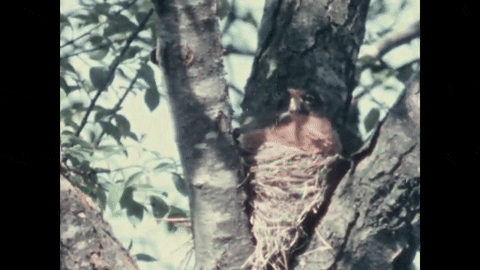 Robin Redbreast (1958).mp4.3.gif