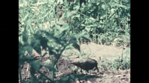 Robin Redbreast (1958).mp4.4.gif
