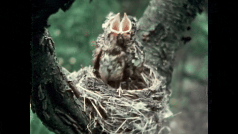 Robin Redbreast (1958).mp4.5.gif
